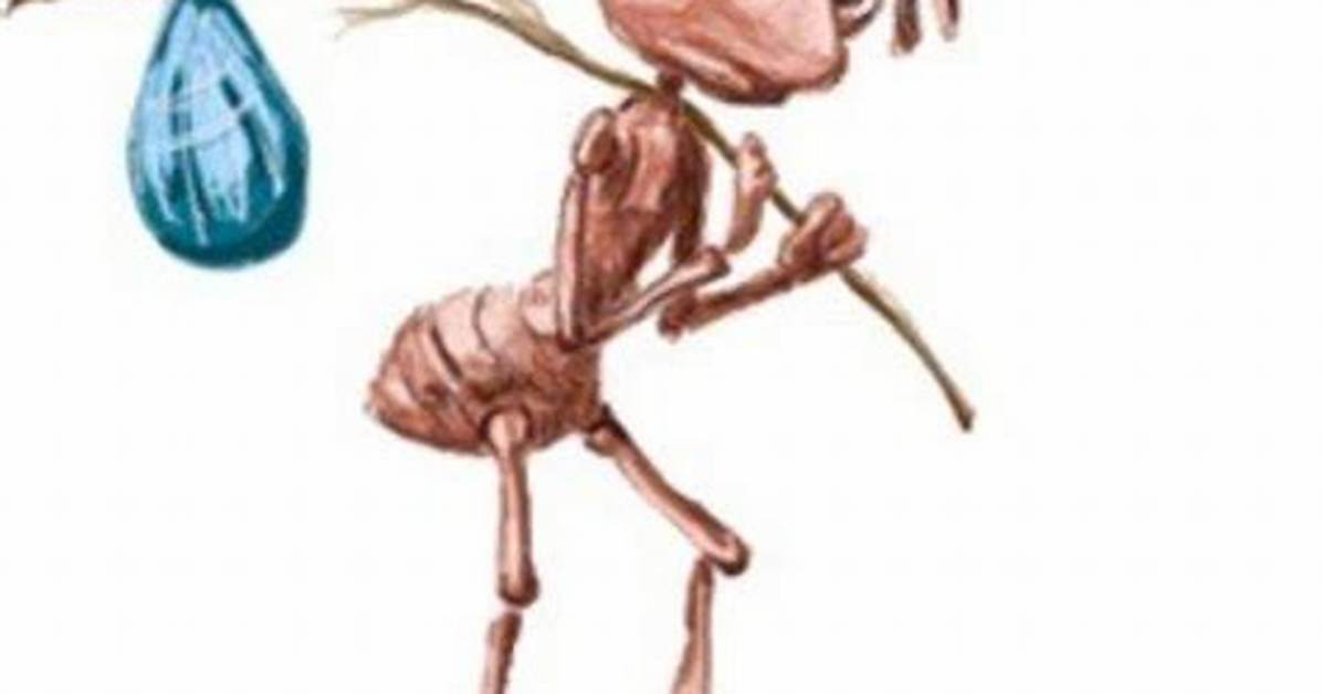 Ant with Stick and Bag: the Fascinating World of Ant Behavior