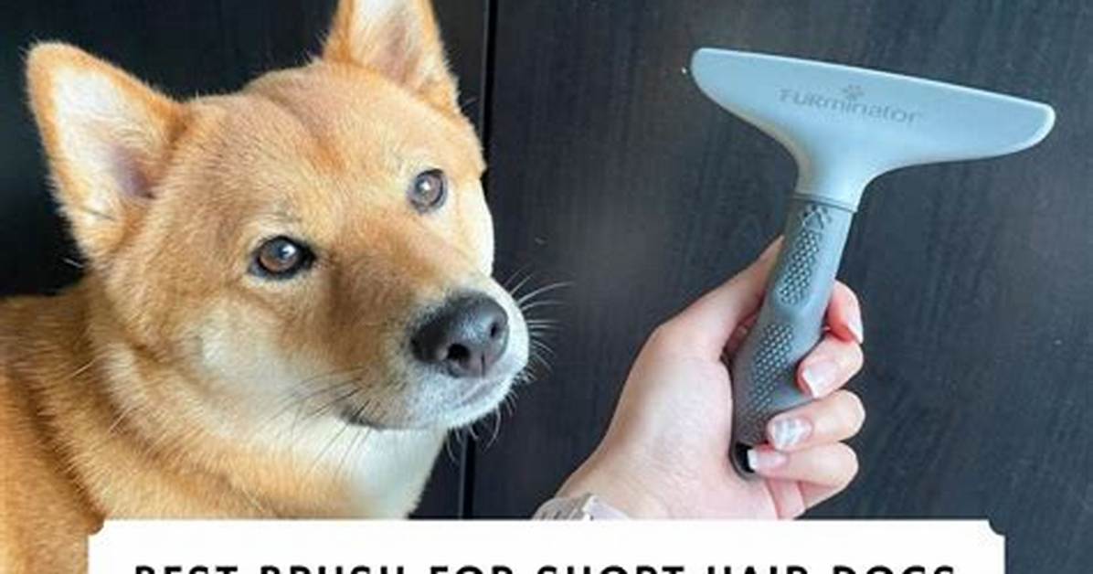 Brush for Short Hair Dog: the Ultimate Guide to Keeping Your Pup's Coat Healthy