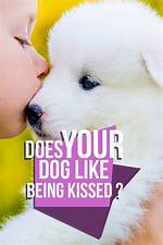 Do Dogs Like Being Kissed? Understanding Canine Affection