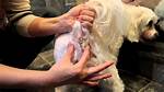 How Do You Squeeze a Dog's Anal Glands? a Comprehensive Guide for Pet Owners