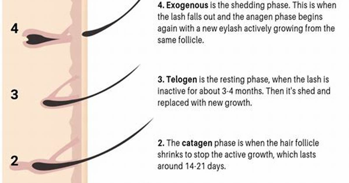 Lash Grow: the Ultimate Guide to Achieving Longer and Thicker Lashes