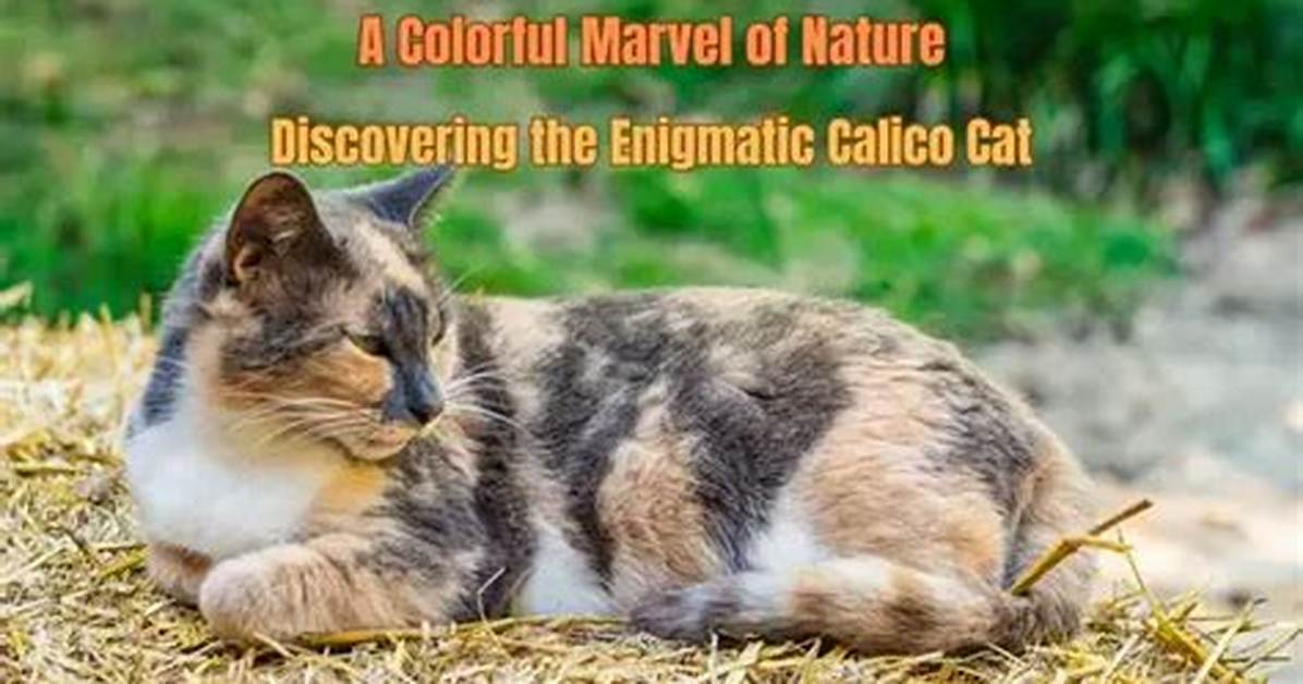 Maligoshik: the Enigmatic Marvel of Nature