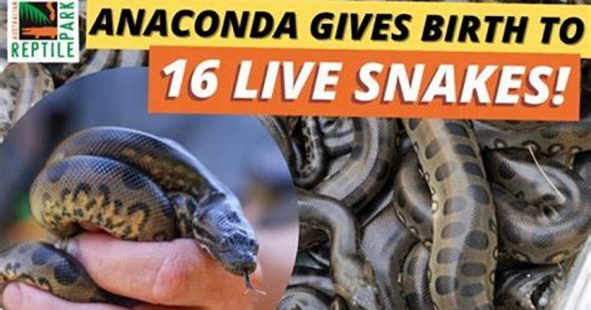 One Girl One Anaconda Video: the Wild Truth Behind the Viral Sensation