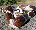 The Fascinating Encounter of a Snake That Ate a Deer