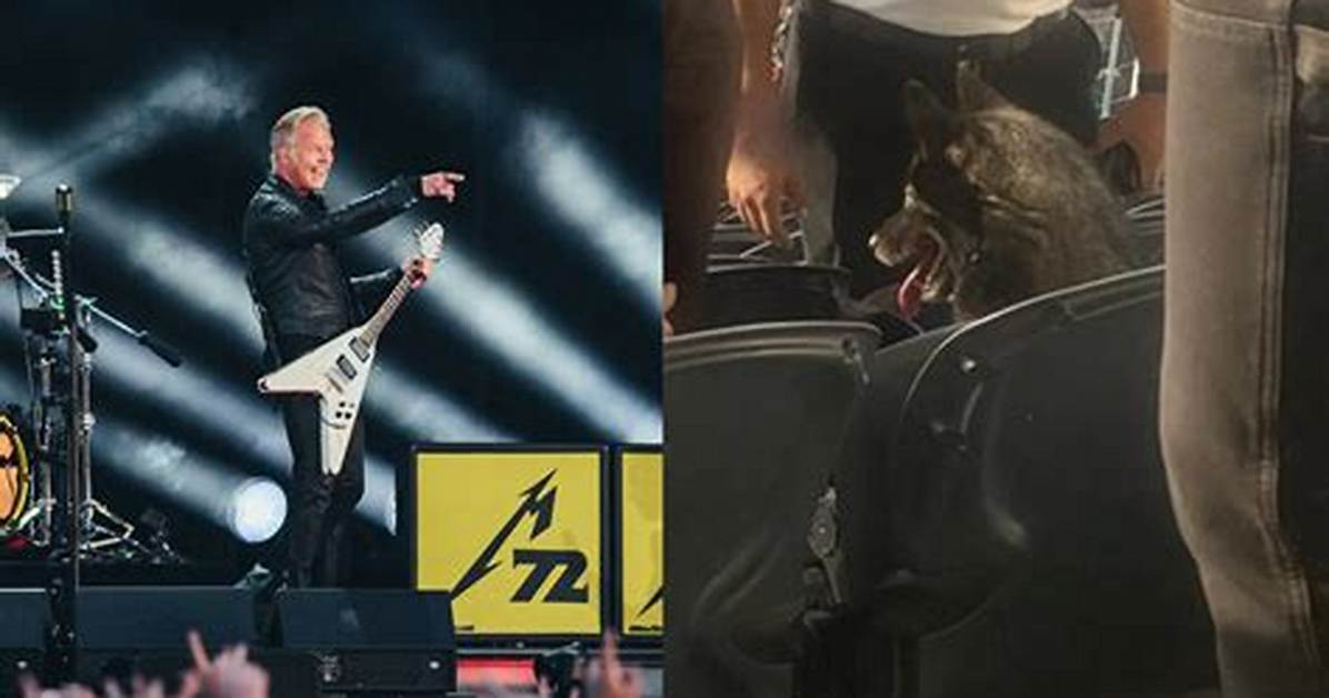 The Unique Journey of Metallica Dog: a Tale of Loyalty and Rock 'N' Roll
