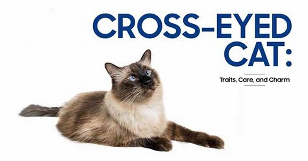Understanding Crossed Eyed Cats: Their Traits, Care, and Myths