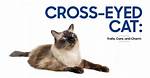 Understanding Crossed Eyed Cats: Their Traits, Care, and Myths
