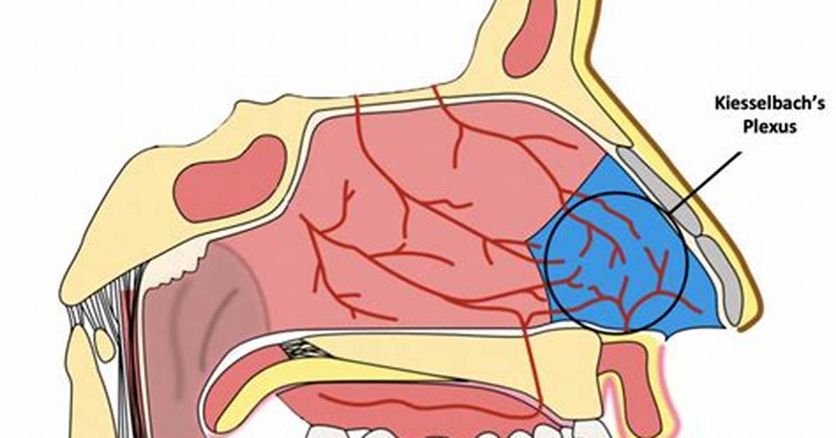 Understanding Kiesselbach Plexus: the Crucial Role in Nasal Health