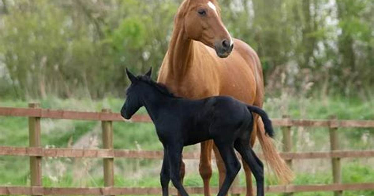 What Is a Young Female Horse Called? Discover the Fascinating World of Equine Terminology